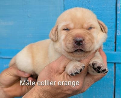 Les chiots de Labrador Retriever