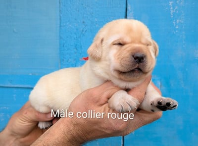 Les chiots de Labrador Retriever