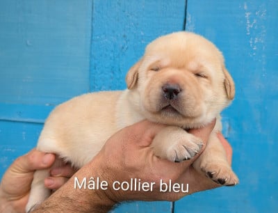 Les chiots de Labrador Retriever