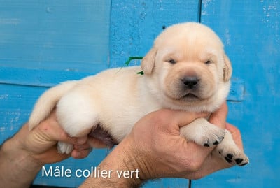 Les chiots de Labrador Retriever
