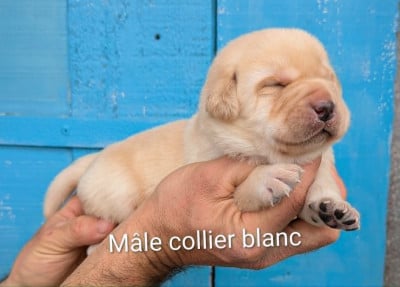 Les chiots de Labrador Retriever