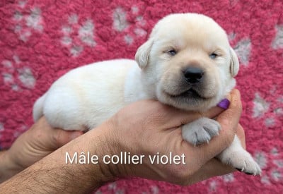 Les chiots de Labrador Retriever