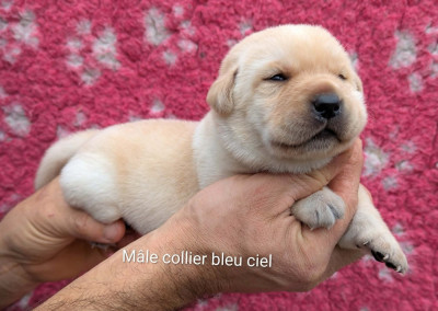 Les chiots de Labrador Retriever