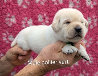 Les chiots de Labrador Retriever