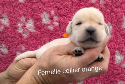 Les chiots de Labrador Retriever