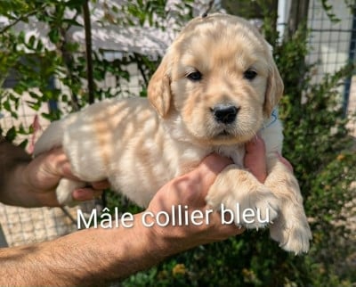 Les chiots de Golden Retriever