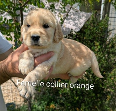 Les chiots de Golden Retriever