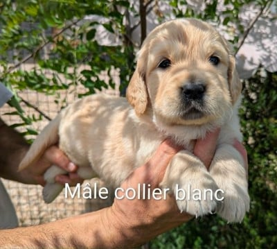 Les chiots de Golden Retriever
