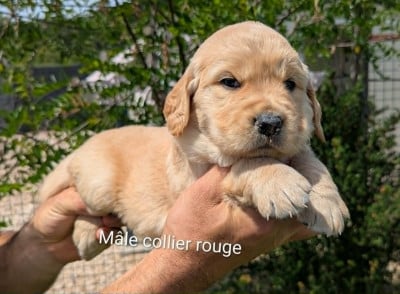 Les chiots de Golden Retriever
