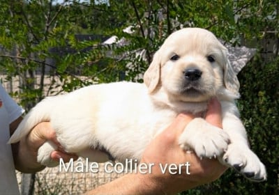 Les chiots de Golden Retriever