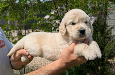 Les chiots de Golden Retriever