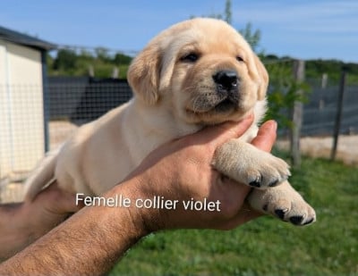 Les chiots de Labrador Retriever