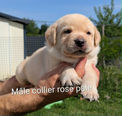 Les chiots de Labrador Retriever