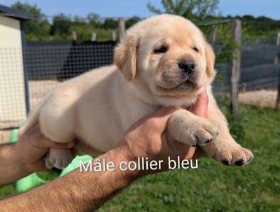 Les chiots de Labrador Retriever