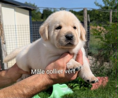 Les chiots de Labrador Retriever
