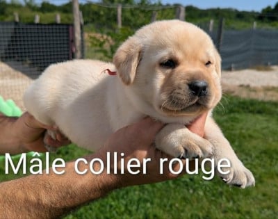 Les chiots de Labrador Retriever