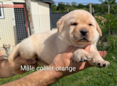Les chiots de Labrador Retriever