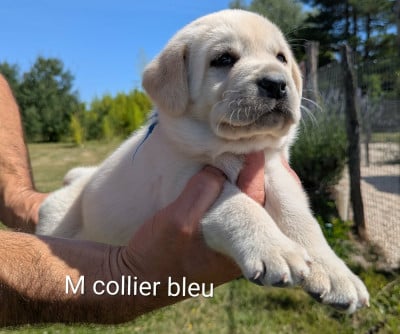 Les chiots de Labrador Retriever