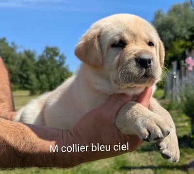 Les chiots de Labrador Retriever
