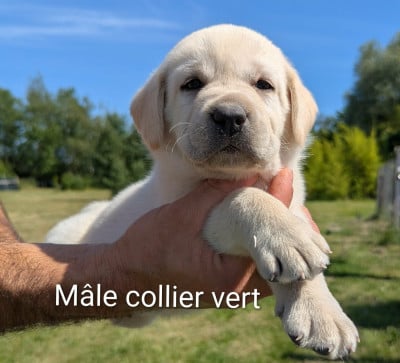 Les chiots de Labrador Retriever