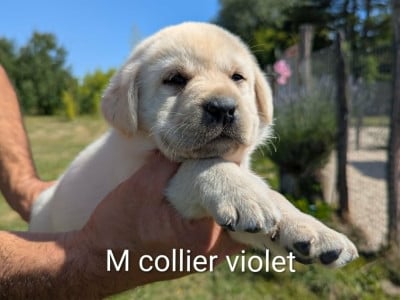 Les chiots de Labrador Retriever