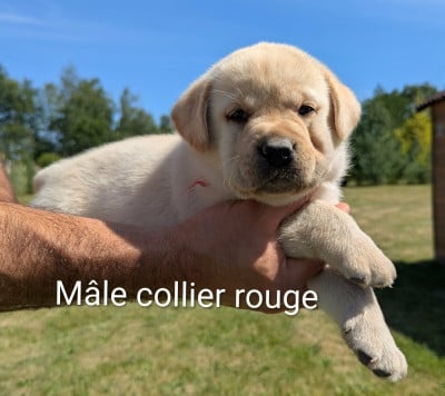 Les chiots de Labrador Retriever