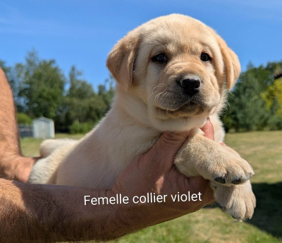 Les chiots de Labrador Retriever