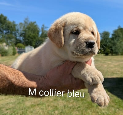 Les chiots de Labrador Retriever