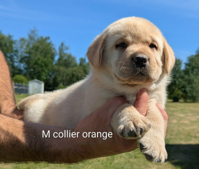 Les chiots de Labrador Retriever