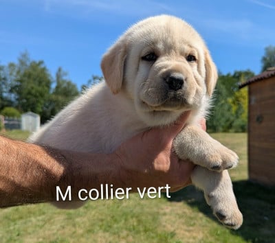 Les chiots de Labrador Retriever