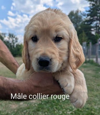 Les chiots de Golden Retriever