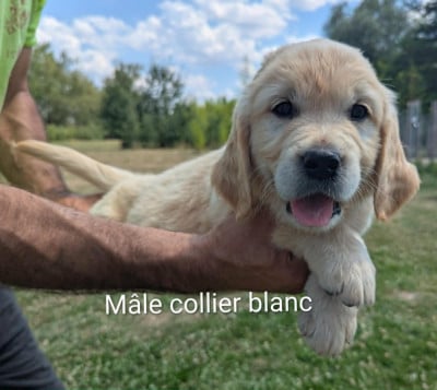 Les chiots de Golden Retriever