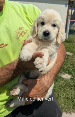 Les chiots de Golden Retriever