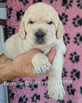 Femelle collier vert pomme - Golden Retriever