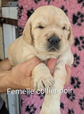 Femelle collier noir - Golden Retriever