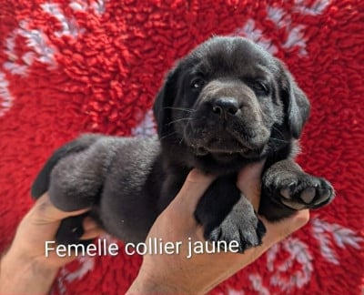 Les chiots de Labrador Retriever