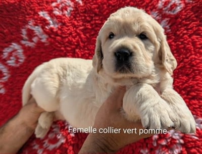 Les chiots de Golden Retriever