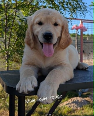Les chiots de Golden Retriever