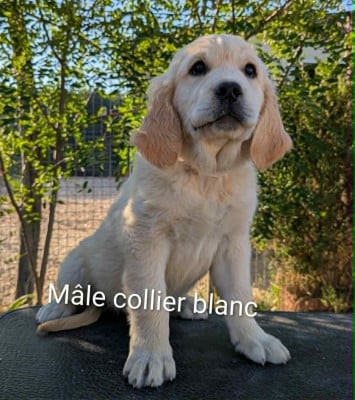 Les chiots de Golden Retriever