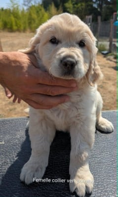 Les chiots de Golden Retriever