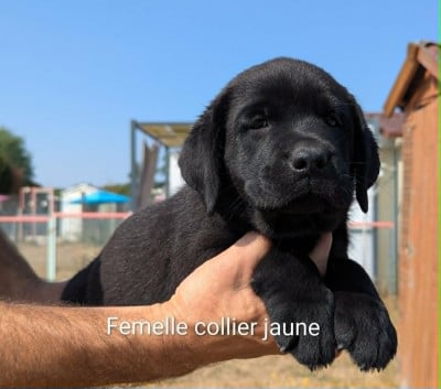 Les chiots de Labrador Retriever