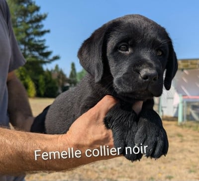 Les chiots de Labrador Retriever