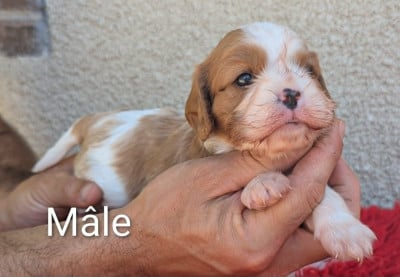 Les chiots de Cavalier King Charles Spaniel
