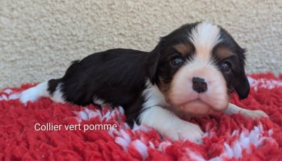 Les chiots de Cavalier King Charles Spaniel