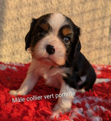 Les chiots de Cavalier King Charles Spaniel