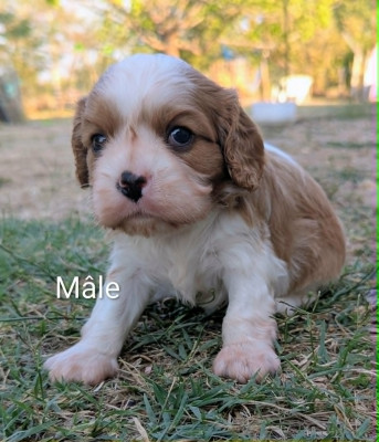 Les chiots de Cavalier King Charles Spaniel