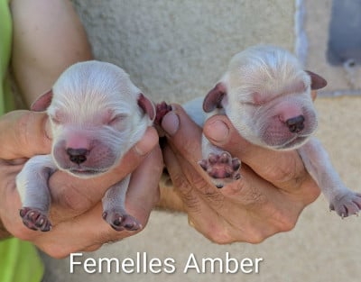 Les chiots de Golden Retriever