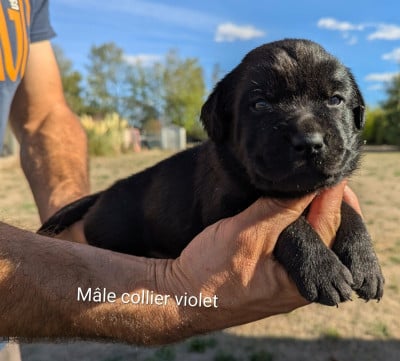Les chiots de Labrador Retriever