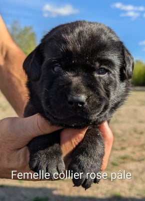 Les chiots de Labrador Retriever