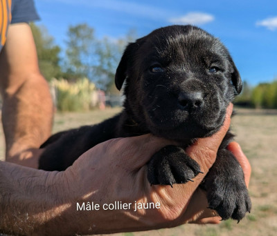 Les chiots de Labrador Retriever
